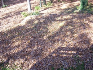 autumn-leaves-001