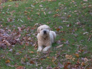 autumn-leaves-0021