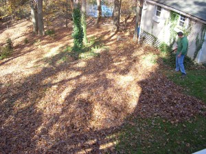 autumn-leaves-019