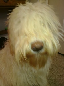 Starbuck needs a haircut