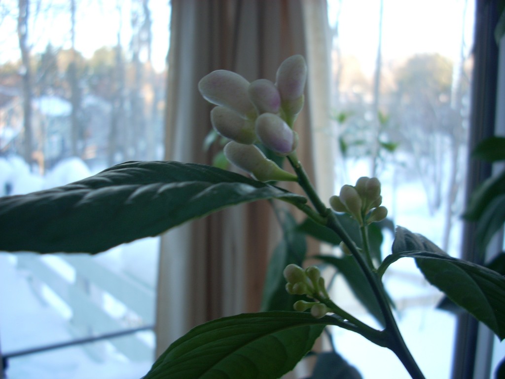 Lemon buds Lemon buds