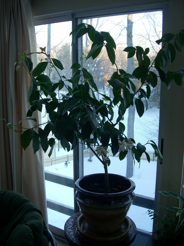 Lemon tree Lemon tree
