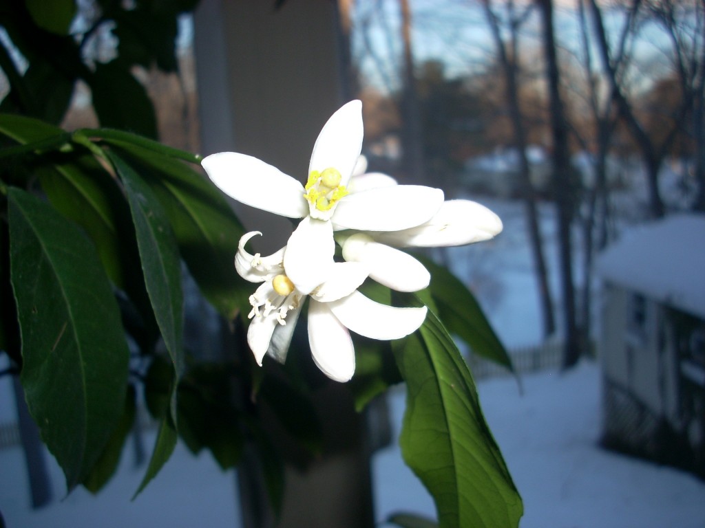 blossom blossom